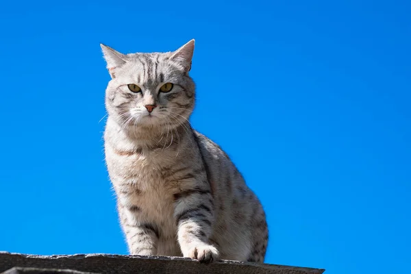 灰色のタビー猫が屋根の上に座って青空に対するカメラを見て — ストック写真