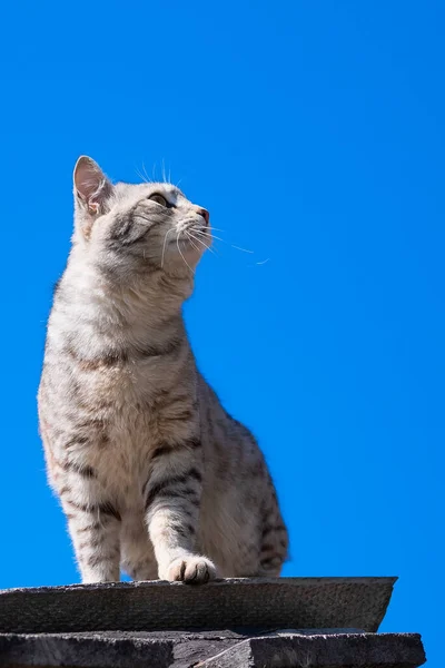 Grijs Tabby Kat Zitten Het Dak Kijken Omhoog Links Prooi Rechtenvrije Stockafbeeldingen