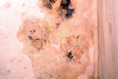 Duvar kağıdındaki lekeler su sızıntısından zarar görmüş.,