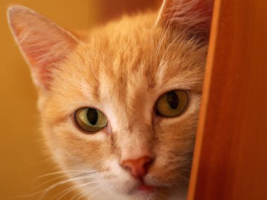 Kızıl kedi doğrudan kameraya bakıyor, tam yüz portresi, yakın plan.