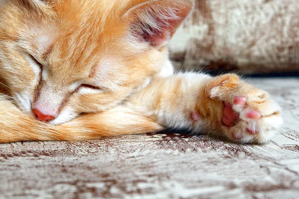 Gatto Rossiccio Che Dorme Divano Con Zampa Tesa Primo Piano — Foto Stock