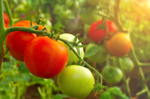 Closeup Tomates Maduros Verdes Que Crescem Videira Estufa Tonificado — Fotografia de Stock
