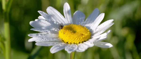 Nahaufnahme Auf Gänseblümchenblümchen Mit Tautropfen Darauf Der Morgensonne Geeignet Für — Stockfoto