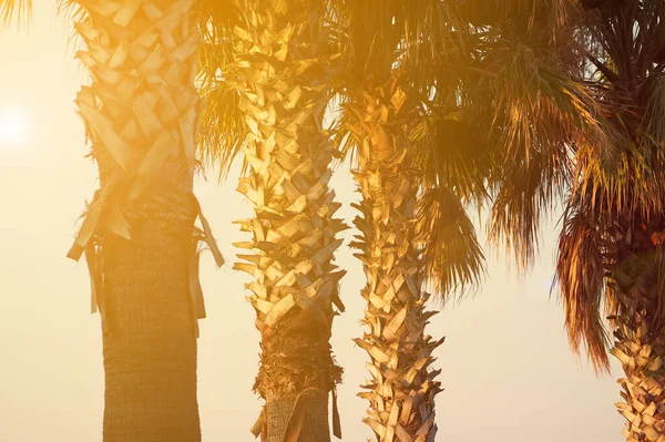 Palm Trees Sunlight Sunset Toned — Stock Photo, Image