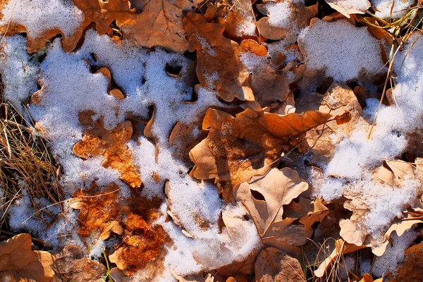 Umgestürzte Eichenblätter Unter Dem Ersten Schnee — Stockfoto