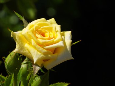 Minyatür sarı gül çiçeği yakın plan, boşluğu kopyala