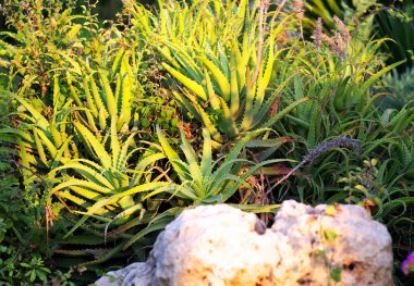 Gün doğumunda güneş ışığı altında büyüyen aloe vera bitkileri