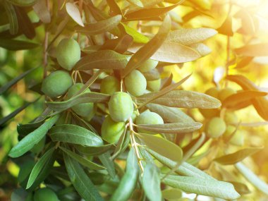 Dalda yeşil zeytin, yakın çekim, güneş ışığı efekti