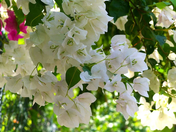 白いブーゲンビリアの花が — ストック写真