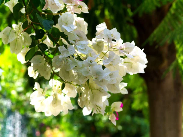 白いブーゲンビリアの花が — ストック写真