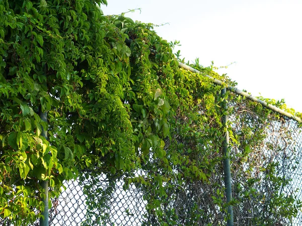 Chain Link Fence Covered Climbing Vines — Stock Photo, Image