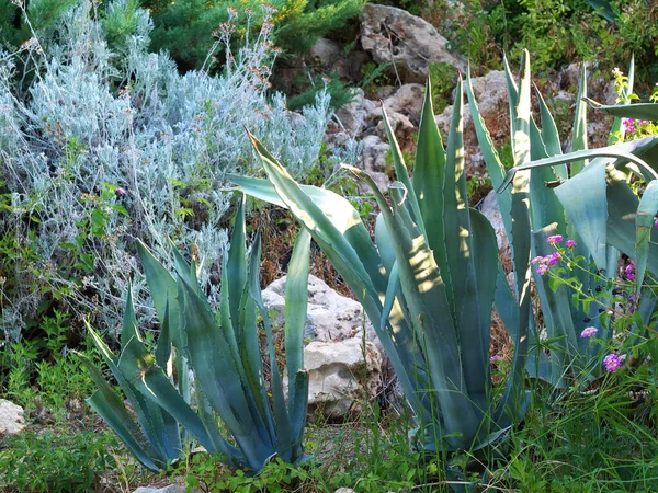 vahşi büyüyen agave bitkileri 