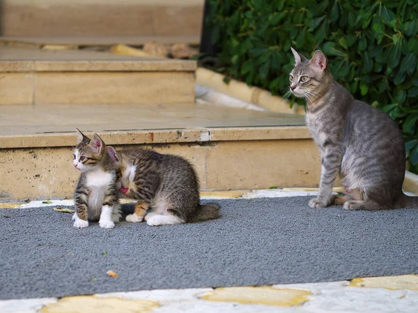 Kot Matka Kontroli Dwa Kocięta Zabawy Zewnątrz — Zdjęcie stockowe