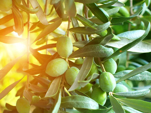 Dalda Yeşil Zeytin Yakın Çekim Güneş Işığı Efekti — Stok fotoğraf