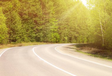 Çam ormanlarında asfalt yol güneş ışığı altında, yumuşaktır