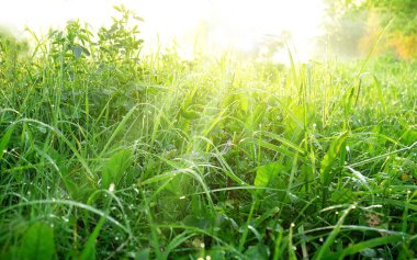 Gün ışığının altında sabah çiğ tanesiyle kaplanmış çayır.