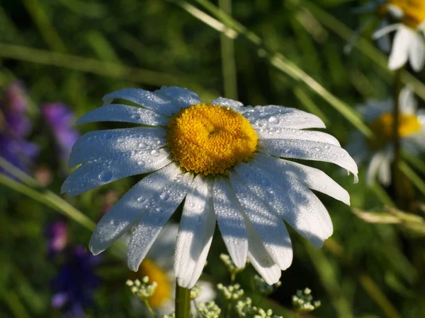 Flor Margarita Con Gotas Rocío Bajo Luz Del Sol Mañana —  Fotos de Stock