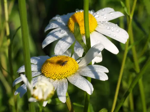 Two Daisy Flowers Dewdrops Fly Morning Sunlight Macro Shadows — Stock Photo, Image