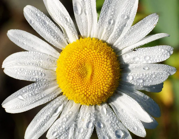 Gänseblümchen Makro Regentropfen Draufsicht — Stockfoto