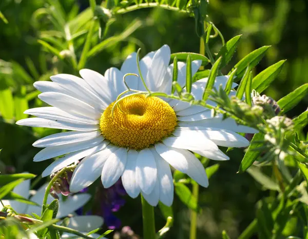 Sedmikráska Mezi Jinými Rostlinami Bylinných Houštinách Slunečního Svitu — Stock fotografie