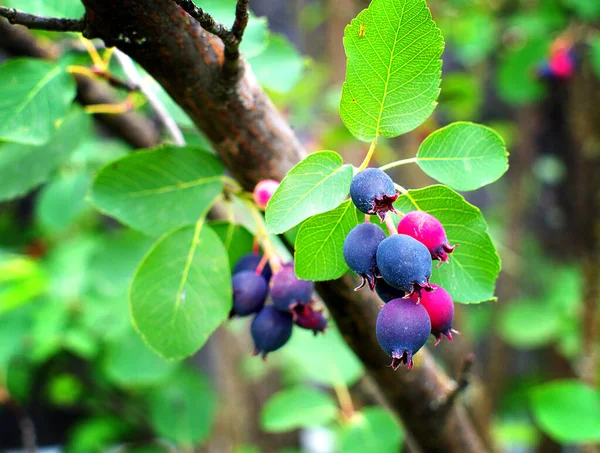 Bagas Amelanchier Maduras Arbusto Close Efeito Lomo — Fotografia de Stock