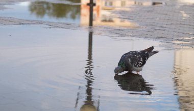 Şehir meydanındaki su birikintisinden su içen güvercin.