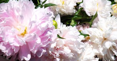 Beyaz ve pembe şakayık çiçekleri üzerinde karınca olan güneş ışığının altında kapanır.