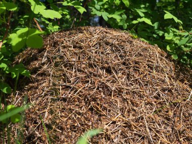Ormanda karınca yuvası, güneşli bir gün.