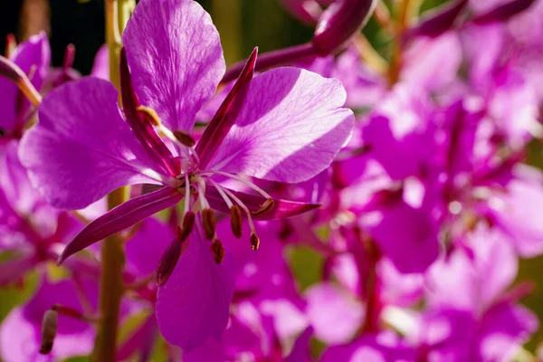 サリーの花として知られているファイアウォールの花の閉鎖 コピースペースのあるRosebayのマクロ 除草ハーブティー — ストック写真