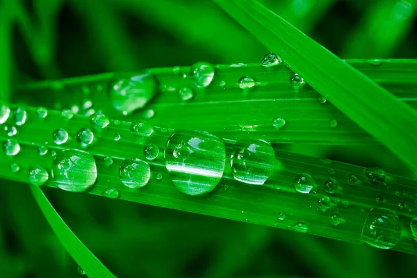Water Drops Green Grass Blades Macro Rain Dew Drops Clear — Stock Photo, Image