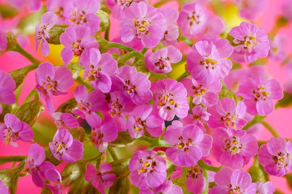 小さなピンクの花のマクロ 小花序の花序を閉じる 小さな繊細な花の束の上のビュー — ストック写真