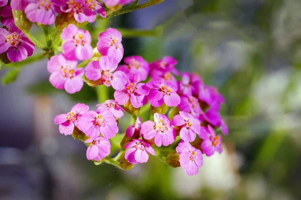 紫色の矢印クラスターのマクロ 小さなピンクの花の花頭 小花序の花序を閉じる 小さな繊細な花の束の上のビュー ストックフォト