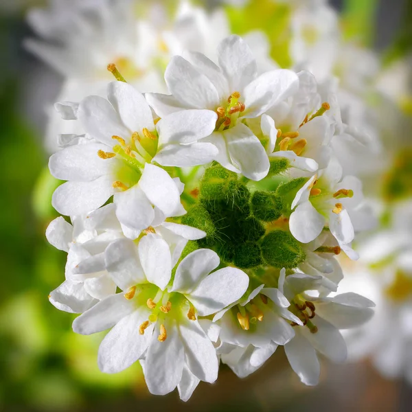 繊細な小さな白い花のマクロ ホーリー アリサムを開花させる 白い小さな花の群生のトップビュー — ストック写真