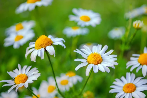 Zbliżenie Stokrotek Daisy Rośnie Zielonym Trawniku Rumianek Polne Kwiaty Polu — Zdjęcie stockowe