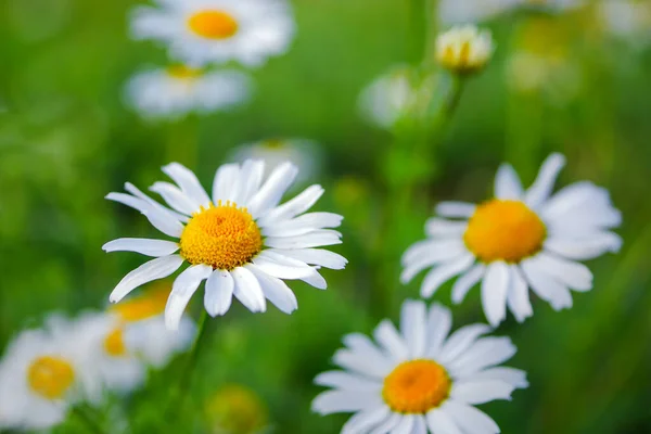 Zbliżenie Stokrotek Daisy Rośnie Zielonym Trawniku Rumianek Polne Kwiaty Polu — Zdjęcie stockowe