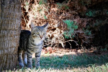 Ağaç gövdesinin yanında duran ciddi gri çizgili kedi yavrusu. Tekir gri genç kedi kameranın arkasındaki bir şeyi yakından izliyor.