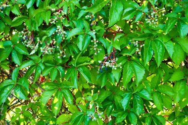 Zincirli tel örgülerin arasından büyüyen sarmaşık bitkisi. 