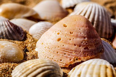 Kum üzerinde çeşitli deniz kabukları. Solucan delikli deniz kabuğuna odaklan..