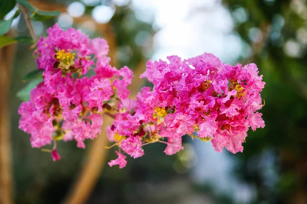 ラガーストローム血症の指標の閉鎖やクレープミルルの花 繊細なピンクと紫の熱帯の花 — ストック写真