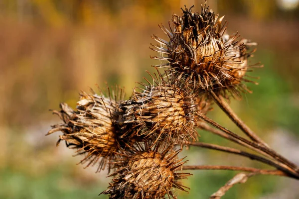 Kuru Dulavrat Tohumu Kafalar Keskin Kancaları Olan Olgun Burrs — Stok fotoğraf