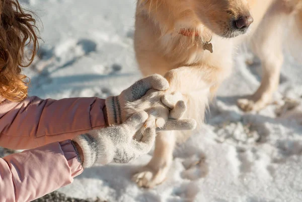 Primer Plano Chica Ayudar Perro Encantador Golden Retriever Para Limpiar — Foto de Stock