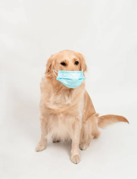 Golden Retriever Hond Medisch Beschermde Gezichtsmasker Wit Geïsoleerd Een Hond — Stockfoto