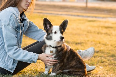 Genç bir kadın bahar parkında Galli Corgi köpeğine sarılıyor.