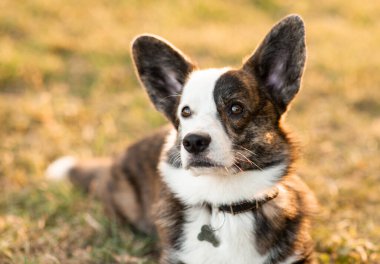 Yaz arkaplanındaki şirin Galli Corgi köpeği