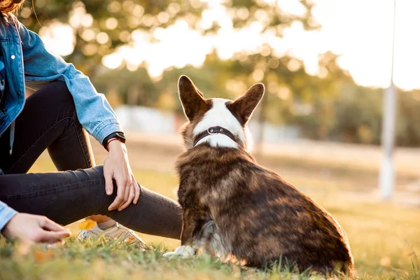 Молодая женщина играет со своей собакой в парке — стоковое фото