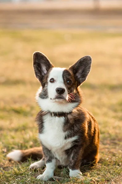 Pembroke Tricolor Galês Corgi Senta-se Em Madeiras Em Folhas De