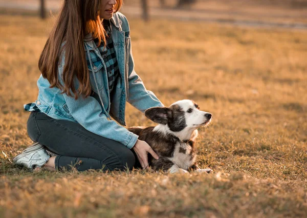 Happy Corgi pies z właścicielem Szkolenia w parku letnim — Zdjęcie stockowe