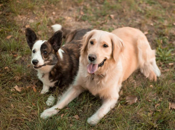 Funny faces of two dogs Welsh Corgi dog and golden retriever dog outdoors on grass Stock Picture