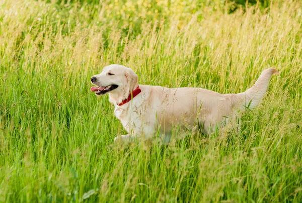 Porträtt Vit Hund Golden Retriever Tittar Hans Ägare Sommar Park — Stockfoto