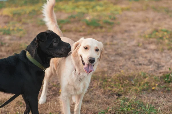 可爱的两只狗Shar Pei黑狗和金发碧眼的猎犬在春光背景下看着相机的合影 狗在主人身边玩耍 — 图库照片